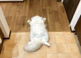 オヤツの要求をスルーしていた結果、ふてくされてしまった愛猫・・・その後「オヤツ？」と聞いたらすぐに起き上がった