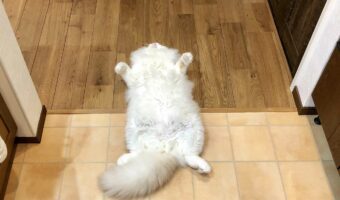 オヤツの要求をスルーしていた結果、ふてくされてしまった愛猫・・・その後「オヤツ?」と聞いたらすぐに起き上がった