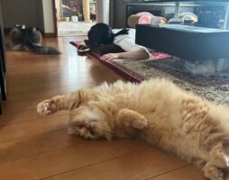 どう見ても『事件現場』のような昼寝中の妻と猫が話題に！「私がやりましたって挙手してる・・・」