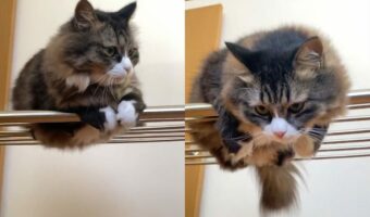 部屋干ししようとしたら・・・可愛らしい先約がいた!!「お気に入りの場所なんだにゃ!」