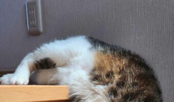 やはり猫は液体であることが証明された！？暑すぎて液状化しそうになってる猫が面白いと話題に！