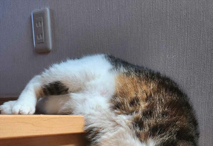 やはり猫は液体であることが証明された！？暑すぎて液状化しそうになってる猫が面白いと話題に！