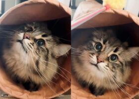 「何をしているんだにゃ！？」カメラで撮っていることがバレた瞬間の愛猫の迫真顔が面白い！