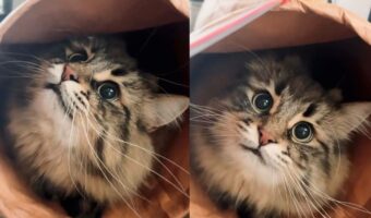 「何をしているんだにゃ！？」カメラで撮っていることがバレた瞬間の愛猫の迫真顔が面白い！