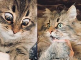 まるでアニメのワンシーンのよう・・・表情が豊かすぎるサイベリアンが面白い！