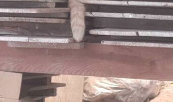 最近昼寝をしに来るご近所の猫のくつろぎ方が面白すぎる！「我が家感がすごい」「野生の警戒心はどこに！？」