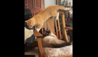 猫による猫ふんじゃった!?椅子の上から移動しようとしたその時、1匹にハプニングが!!【海外・動画】