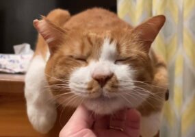 ナデナデされて夢見心地の愛猫は見てるだけで癒やし効果バツグン！“日曜の夜の憂鬱”が晴れる動画が話題に