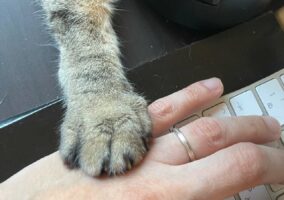 これは思わず手を止めてしまう・・・手に手を乗せていないとゆるさぬ愛猫が可愛すぎる！