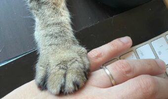これは思わず手を止めてしまう・・・手に手を乗せていないとゆるさぬ愛猫が可愛すぎる!