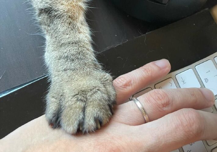 これは思わず手を止めてしまう・・・手に手を乗せていないとゆるさぬ愛猫が可愛すぎる！