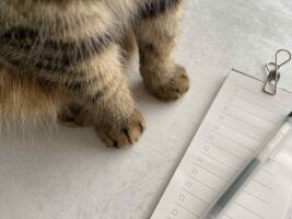 「何これ！？かわいい！」2つのチョコチップクッキーが目に入ってきて、書こうとしていたメモの手が止まってしまった・・・