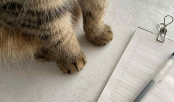 「何これ！？かわいい！」2つのチョコチップクッキーが目に入ってきて、書こうとしていたメモの手が止まってしまった・・・