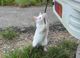 ガタガタ音がすると思ったら、野良猫がゴム紐を引いていて可愛すぎた！連続撮影した写真も必見！