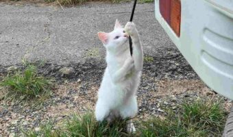 ガタガタ音がすると思ったら、野良猫がゴム紐を引いていて可愛すぎた！連続撮影した写真も必見！