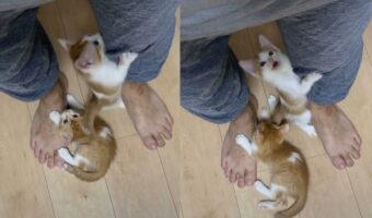 「行かないでにゃ！」足にしがみついたり、のぼってきたりする仔猫たちが可愛すぎて仕事に行けない・・・