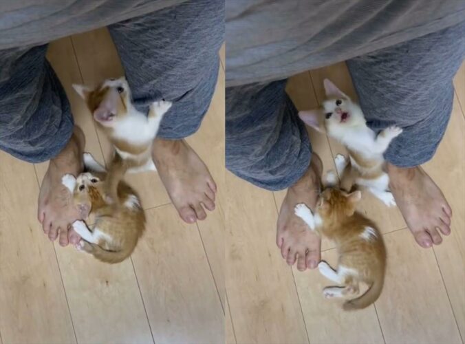 「行かないでにゃ！」足にしがみついたり、のぼってきたりする仔猫たちが可愛すぎて仕事に行けない・・・