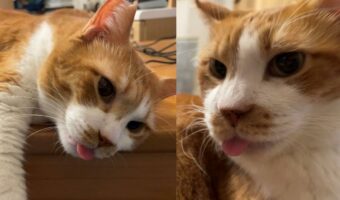 週初めの仕事で疲れた体に『舌出過ぎキャット』がよく効くと話題に！「この子の癒しテクニックは全世界を幸せにする」