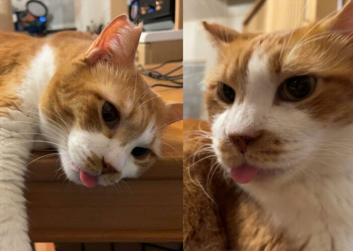 週初めの仕事で疲れた体に『舌出過ぎキャット』がよく効くと話題に！「この子の癒しテクニックは全世界を幸せにする」