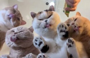 猫好きにとって、これ以上にない絶景が話題に！「ガラステーブルの上でオヤツをあげたら絶景でした」