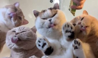 猫好きにとって、これ以上にない絶景が話題に!「ガラステーブルの上でオヤツをあげたら絶景でした」