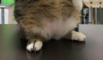 「猫の手もかりたいのかにゃ？」ゲリラ豪雨で慌てて洗濯物を取り込み、バタバタしていた時の愛猫の立ち姿が面白い！