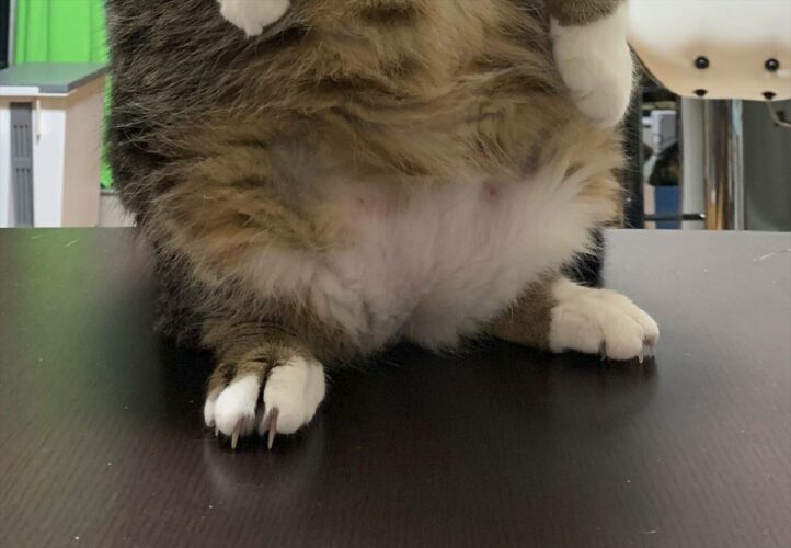 「猫の手もかりたいのかにゃ？」ゲリラ豪雨で慌てて洗濯物を取り込み、バタバタしていた時の愛猫の立ち姿が面白い！