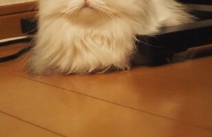 おててがないフォルムで『小トトロ』のような愛猫が話題に！「このまま動きそうですね」「モフモフの小トトロ！」