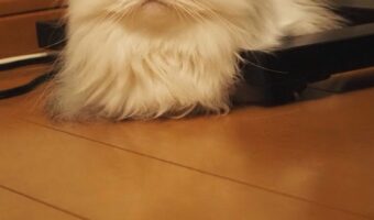 おててがないフォルムで『小トトロ』のような愛猫が話題に!「このまま動きそうですね」「モフモフの小トトロ!」