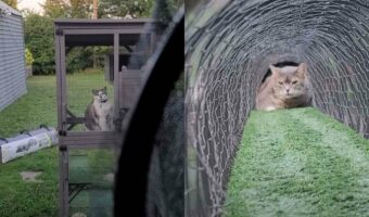 トンネルを通り抜けたい猫。ところが、入り口をふさぐようにお姉ちゃんがいるので進めません！！