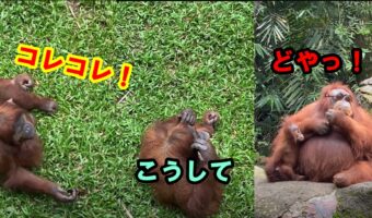 来場者が落としてしまったサングラスを身に付けた賢いオランウータンがイカす!