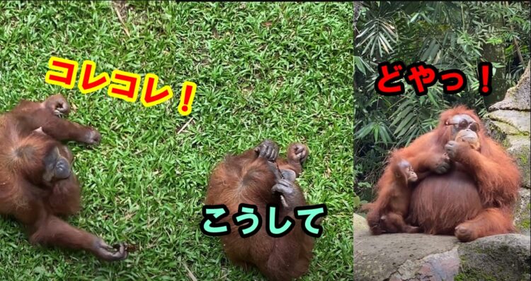 来場者が落としてしまったサングラスを身に付けた賢いオランウータンがイカす！