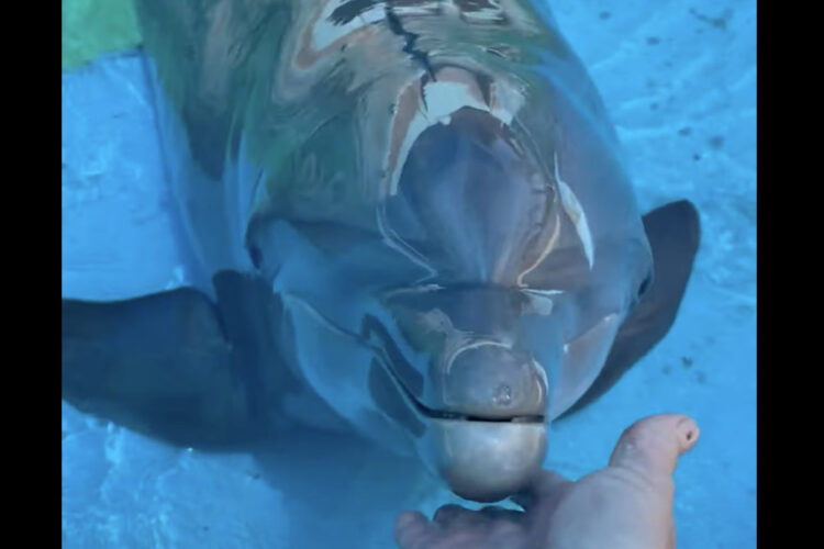 くすぐられて笑ったの！？プールから上がってきたイルカのあごを撫でた時のリアクションがかわいい！！【アメリカ・動画】