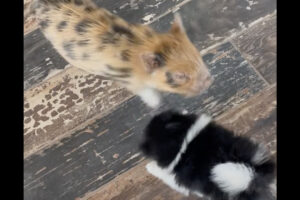 キャッキャと遊ぶポメラニアンと子豚。わちゃわちゃするふたりの間にもうひとりやって来た！【アメリカ・動画】