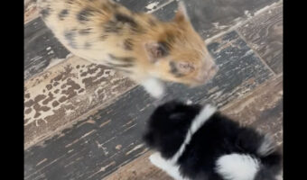 キャッキャと遊ぶポメラニアンと子豚。わちゃわちゃするふたりの間にもうひとりやって来た！【アメリカ・動画】