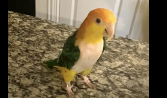 いいことでもあったのかな?ぴょんぴょん跳ねて楽しそうなキモモシロハラインコ【アメリカ・動画】