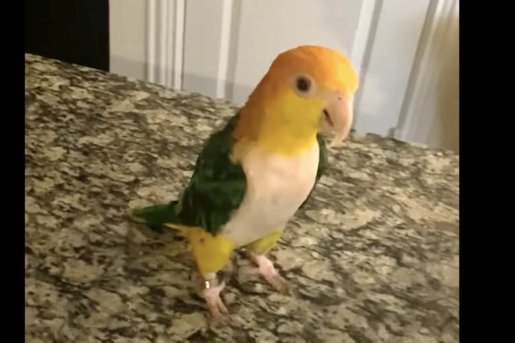 いいことでもあったのかな？ぴょんぴょん跳ねて楽しそうなキモモシロハラインコ【アメリカ・動画】