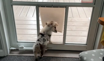 ペットドアのくぐり方を覚えたコーギーの子犬。行ったり来たり出たり入ったりして遊び場にしています！！【アメリカ・動画】