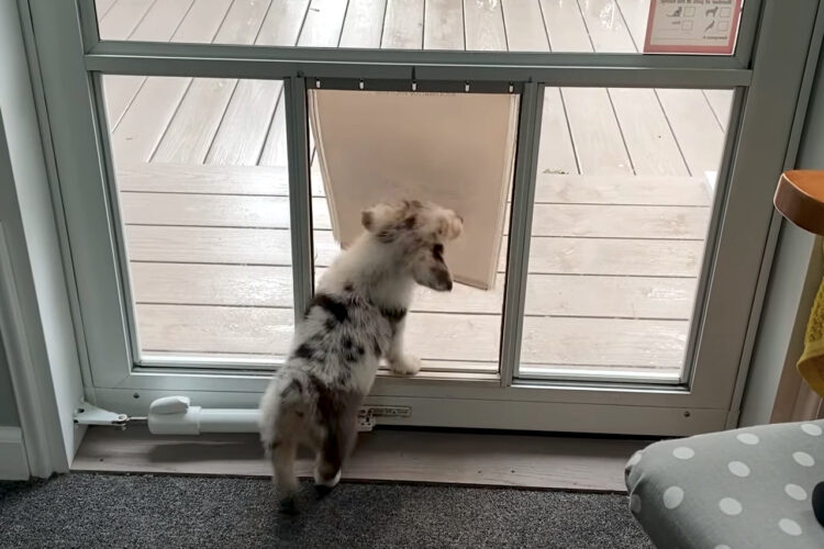 ペットドアのくぐり方を覚えたコーギーの子犬。行ったり来たり出たり入ったりして遊び場にしています！！【アメリカ・動画】