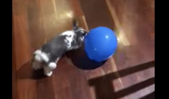 風船遊びが大好きなウサギ。つついたり追いかけたりが楽しいみたい！！