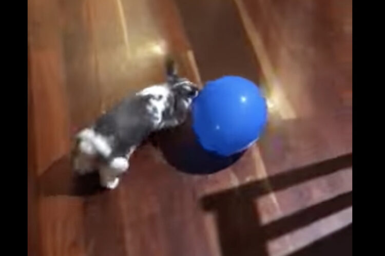 風船遊びが大好きなウサギ。つついたり追いかけたりが楽しいみたい！！