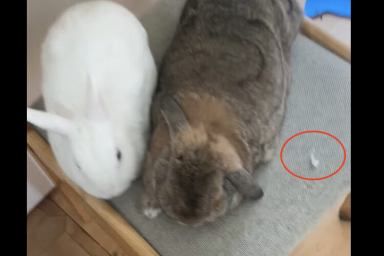 ウサギたちのいる椅子の上に何故かトイレットペーパーの欠片が。そこでトイレに向かうと・・盛大なイタズラの痕跡が！！