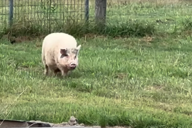 牧場を走り回っていて朝ごはんに遅れてしまったブタ。全力ダッシュしてなんとか間に合ったみたい！！【アメリカ・動画】