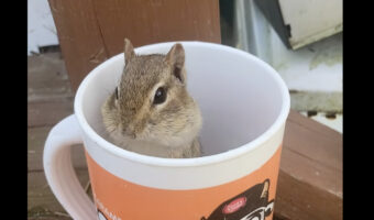 ヒマワリの種が入ったマグカップに入ったリス。身をかがめるたびにほっぺが大きく膨らんでいきます!!【アメリカ・動画】