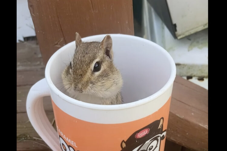ヒマワリの種が入ったマグカップに入ったリス。身をかがめるたびにほっぺが大きく膨らんでいきます！！【アメリカ・動画】