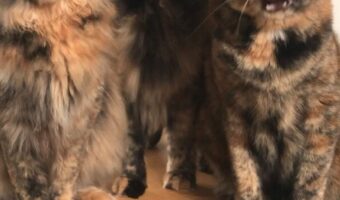 ごはんの時間になると圧をかけてくる『サビ猫三姉妹』が話題に!「これは急いでご飯の支度をしちゃいますね」
