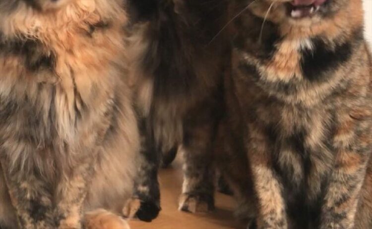 ごはんの時間になると圧をかけてくる『サビ猫三姉妹』が話題に！「これは急いでご飯の支度をしちゃいますね」