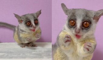 愛くるしいおめめをキラキラさせながら、アラビアガムを噛み噛みするショウガラゴが可愛すぎる！