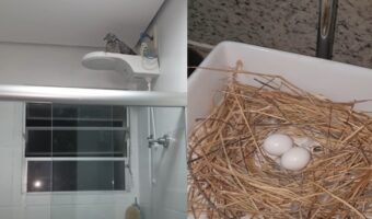 10日ほど旅行で家を留守にしていたら・・。バスルームが侵入者によって占拠されてしまっていましたよ！！【海外・動画】