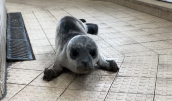 その姿が天使すぎる!ぴょんぴょん跳ねるように近づいてくるアザラシの赤ちゃん【海外・動画】